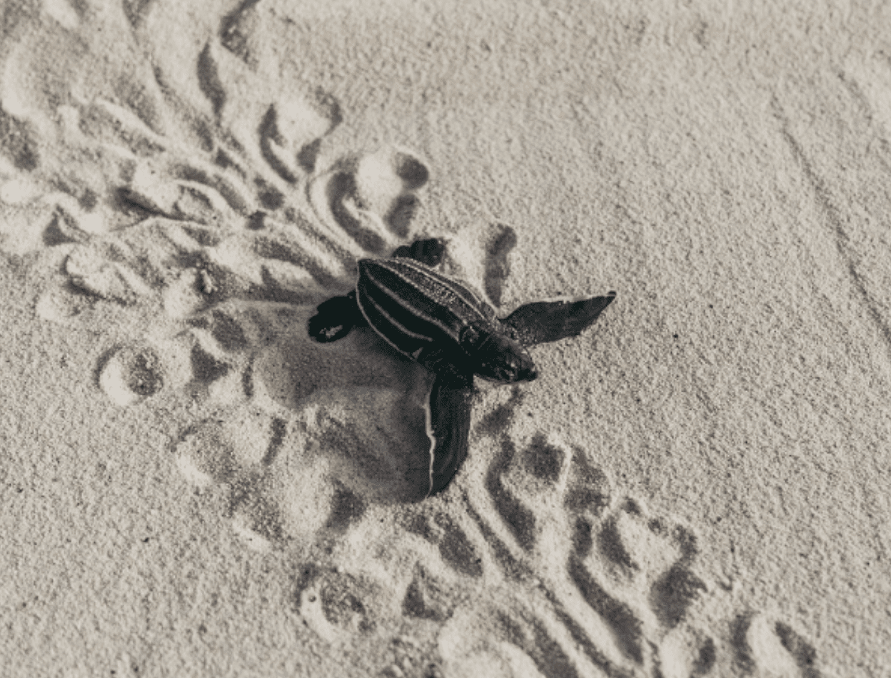Protecting Leatherback Sea Turtles with Florida Atlantic University: Science in Action